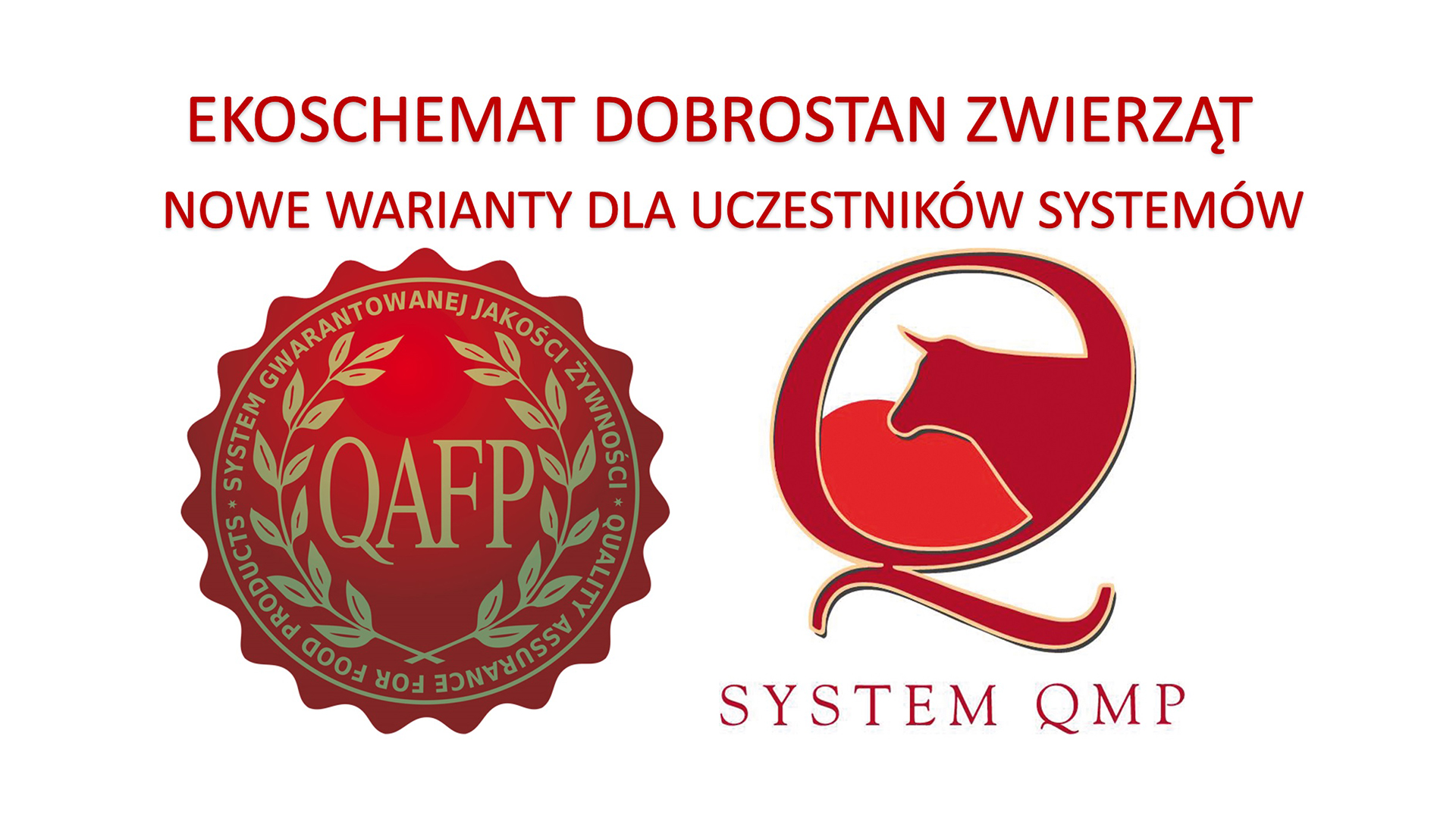 Nowe warianty w Ekoschemacie Dobrostan zwierząt dla uczsetników systemów QAFP i QMP