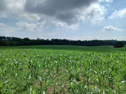 „Ograniczenie zachwaszczenia w kukurydzy  uprawianej w systemie ekologicznym” w powiecie olsztyńskim