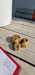 Podsumowanie ekologicznej uprawy ziemniaka – demonstracje w powiecie nowomiejskim