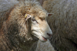 Działanie Dobrostan zwierząt - nowy pakiet 3. Dobrostan owiec