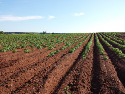 Bioasekuracja fitosanitarna w gospodarstwach produkujących ziemniaki - najnowsza pozycja wydawnicza WMODR